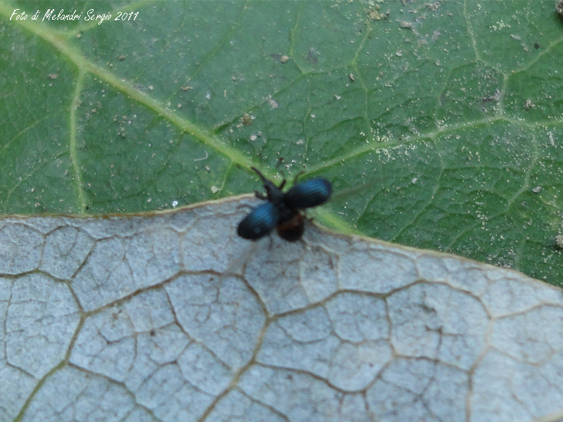 Curculione ? (Apionidae)